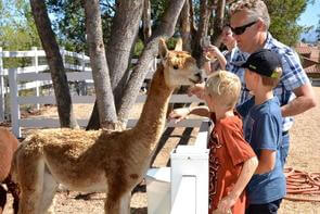 www.thealpacahacienda.com/